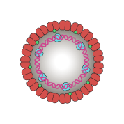 Papillomavirus Cross Section