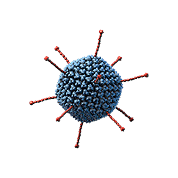 Adenovirus 3-d model