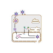 Adenovirus replication cycel