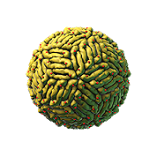 Zika virus 3d model
