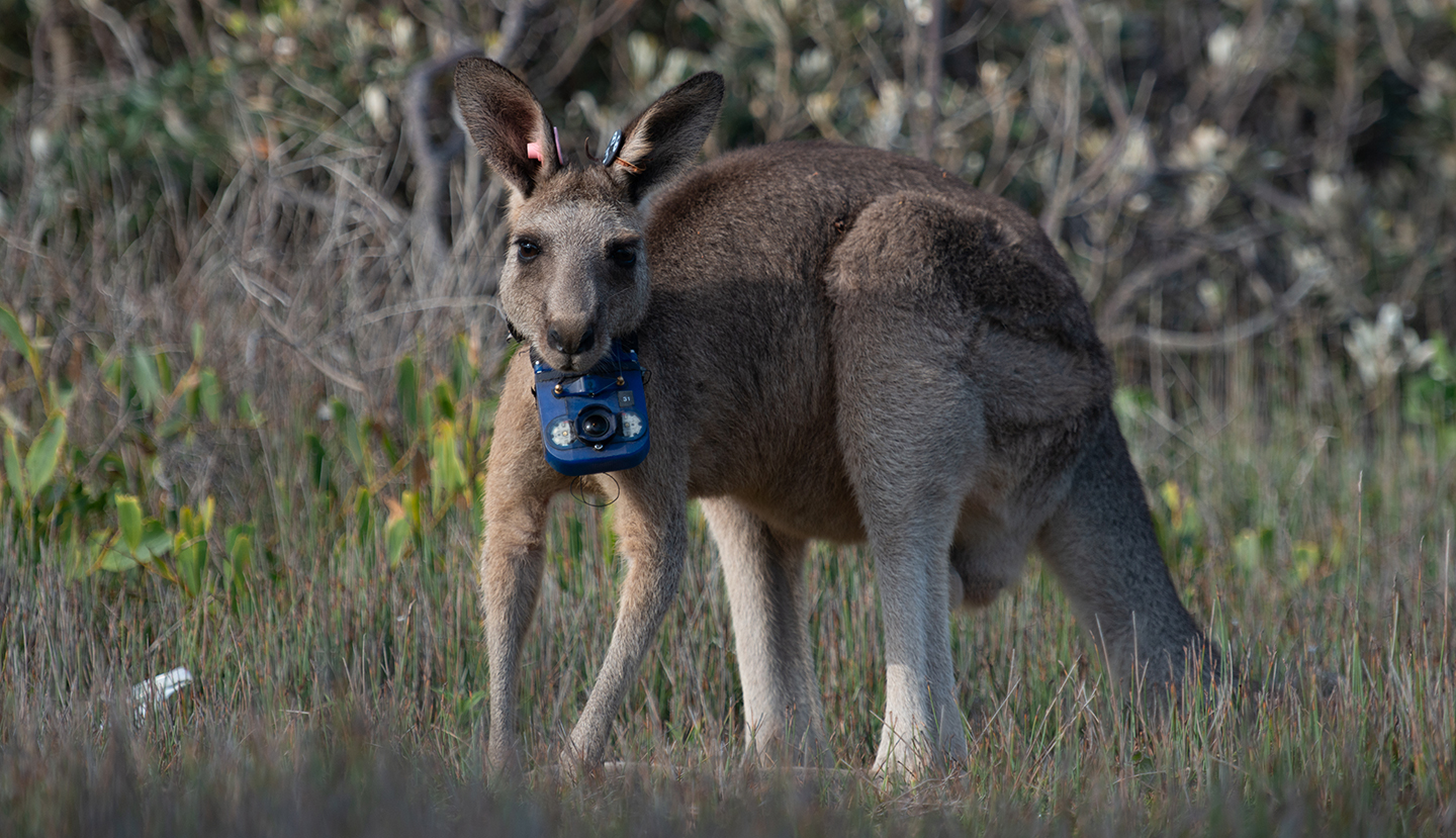 Animal Using Camera Animals with Cameras, A Nature Miniseries | PBS Western Reserve