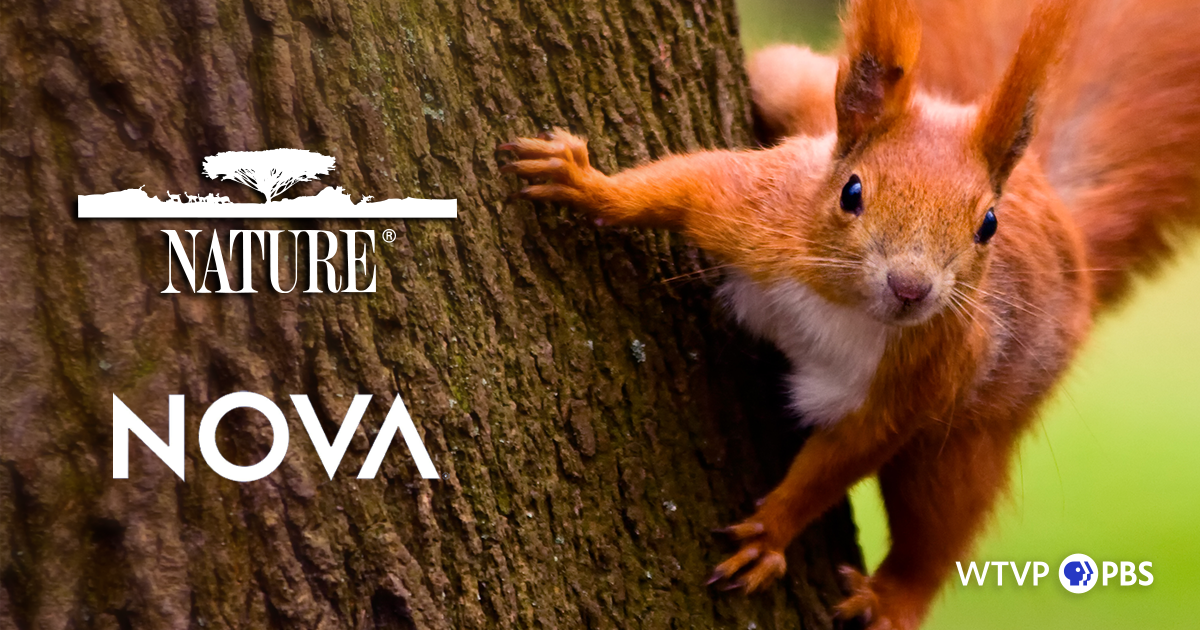 Nature & Nova January 2021